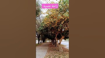 #تلاوة_هادئة #تلاوة_خاشعة #اسلام_صبحي #خواتيم_سورة_المؤمنون #قرآن_كريم #اكسبلور #trends #quran #fyp