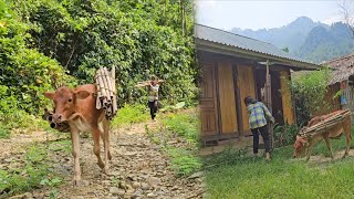 Download Lagu The cow helped Phuong Vy carry firewood from the forest. Phuong Vy was very happy to have the cow. MP3 Download Lagu The cow helped Phuong Vy carry firewood from the forest. Phuong Vy was very happy to have the cow. MP3
