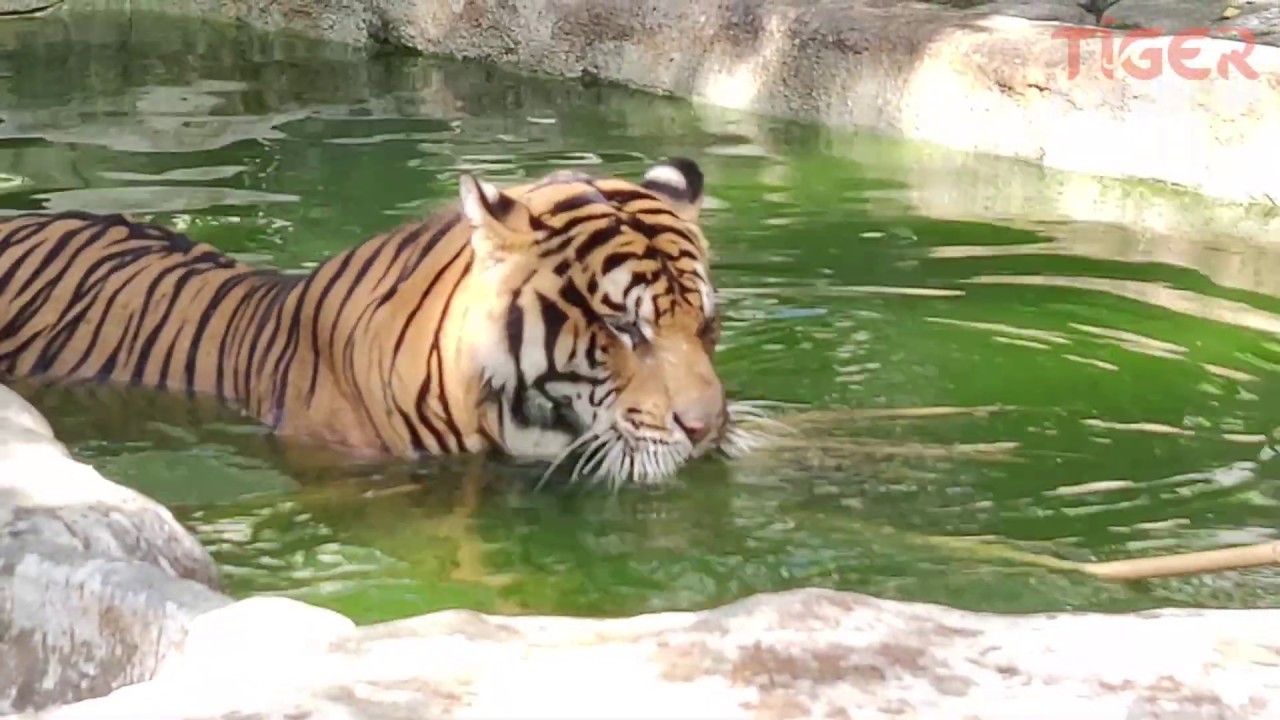 Entering the Giant Tiger Enclosure! - Tiger Kingdom Chiang Mai.