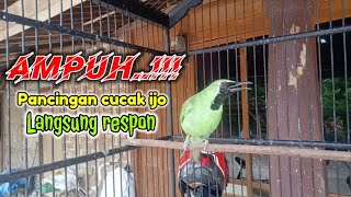 cucak ijo gacor perangsang burung cucak ijo bahan