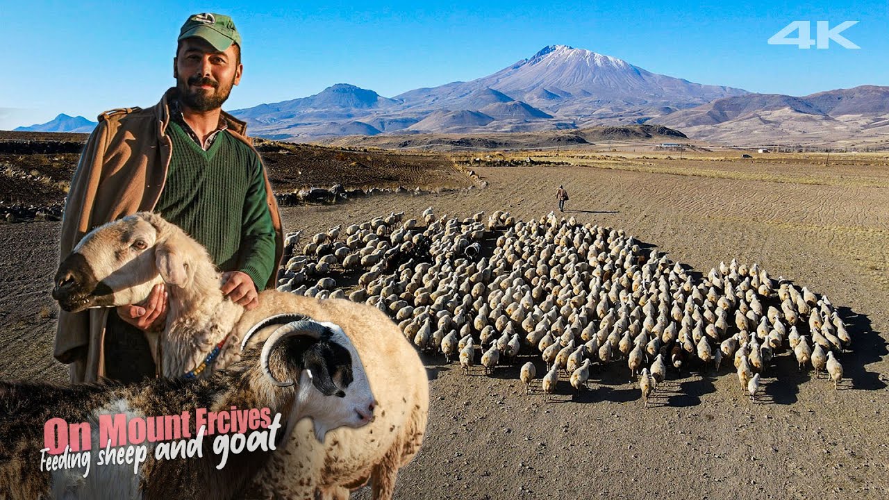 [TR] Juhok és kecskék etetése az Erciyes-hegy lábánál | Dokumentumfilm - 4K