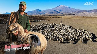 Erciyes Dağı Eteklerinde Koyun ve Keçi Beslemek | Belgesel ▫️4K▫️