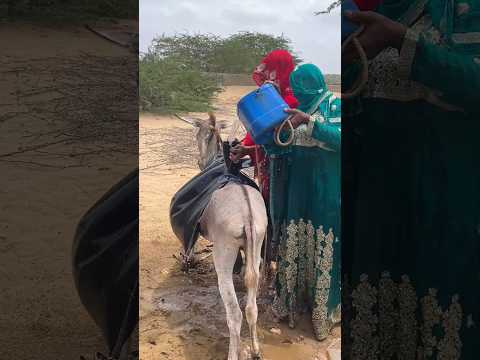 أختان شربتا من البئر الحمار يمارس الجنس