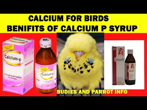 CALCIUM FOR BIRDS . BENEFITS OF CALCIUM SYRUP FOR BIRDS
