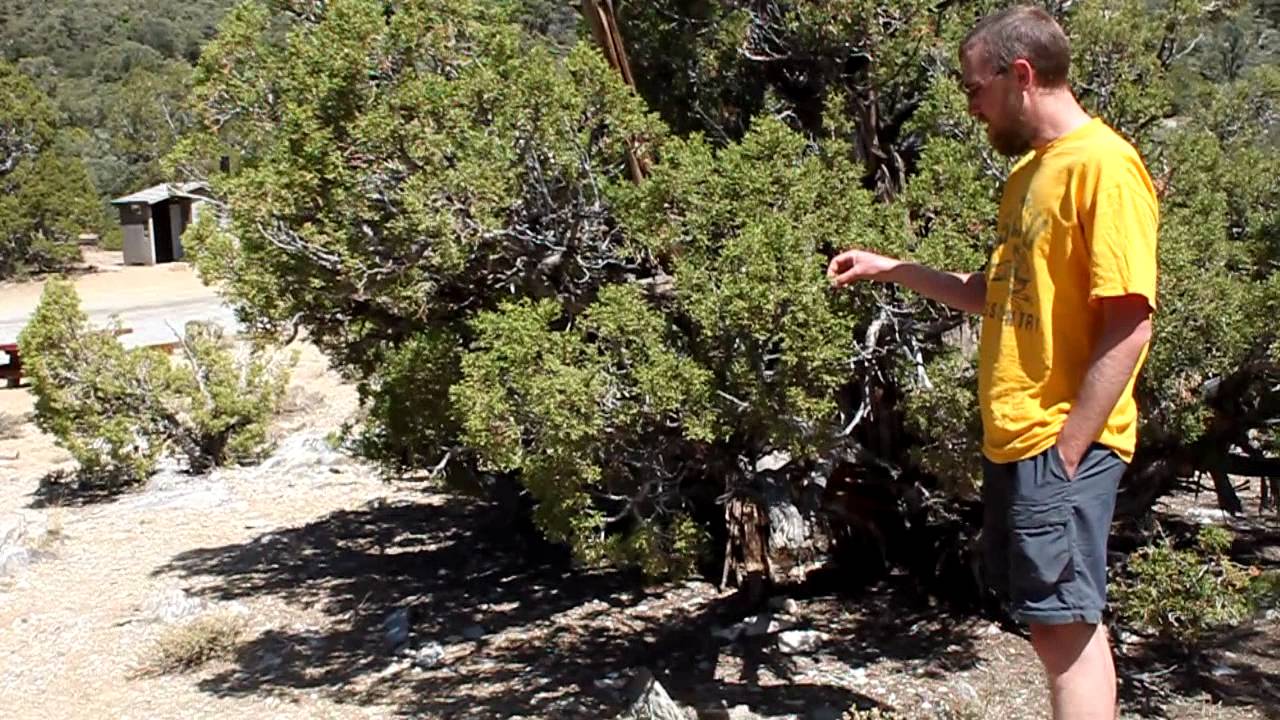 White Mountains Plant Communities. Part 2: Pinyon Juniper Woodland