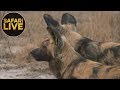 safariLIVE - Sunset Safari - September 6, 2018