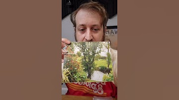 PipsMountain Dice Calendar! | Nerd Immersion