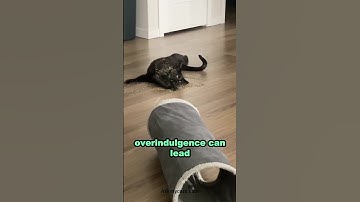 Is catnip dangerous? #catnip