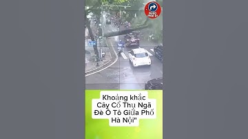 Cây Cổ Thụ Khổng Lồ Đè Bẹp Ô Tô Khiến Ai Cũng Sững Sờ" #tintuc