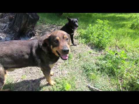 lucerne-or-alfalfa-(medicago-sativa)--cutting,-dog-walk-and-birdsong-at-the-frog-place.