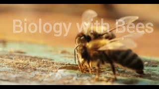 Biology with Bees