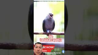 Download Lagu Srigunting tembakan rapat #kicaumania #burung #burungkicau MP3