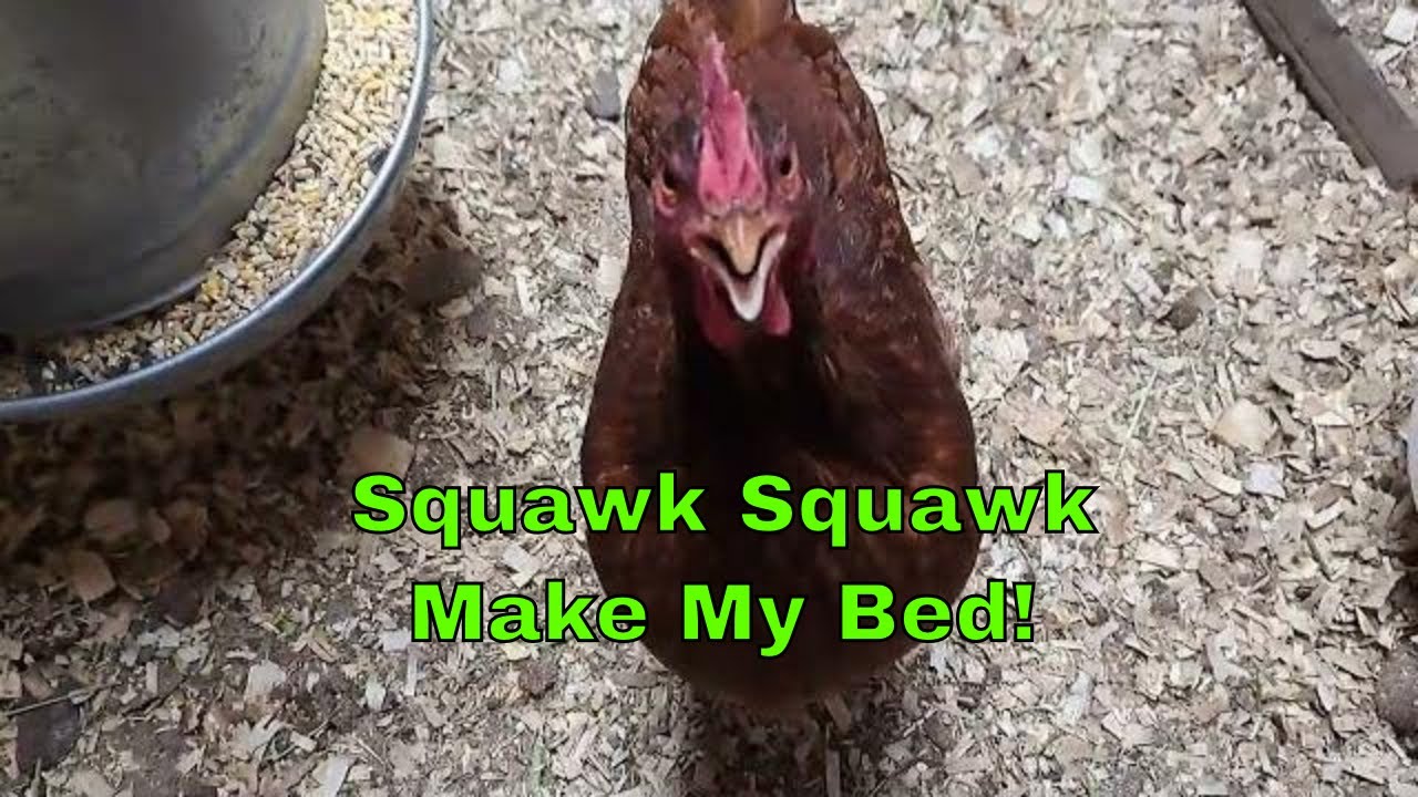 Do this daily to prevent stinky coops! YouTube