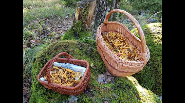 Quelles sont les différentes sortes de chanterelles ?