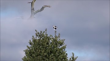Great Grey Shrike - Ashdown Forest