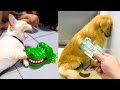Funniest dogs and cats  best of the 2021 funny animals