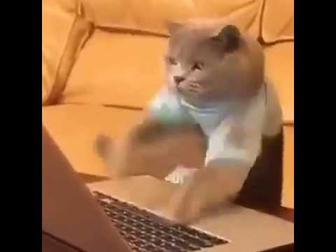 cat-typing-with-speed
