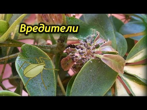 Как бороться с вредителями Шеффлеры? Спасаем Шеффлеру.