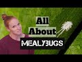 Mealybugs Infestation | How to Control and Prevent Mealybugs