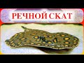 Речной Скат Хвостокол Глазчатый в аквариуме. Содержание и разведение