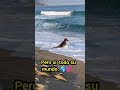 La adopción de perros callejeros: una solución urgente