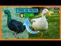 6 Tipos de Patos 🐣Razas de Patos 🐤Especies de Patos📛 Parte 2 🐥✅