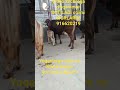 SOTILADI 916620219