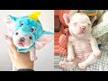 Baby Dogs - Cute and Funny Dog Videos Compilation #55 | Aww Animals