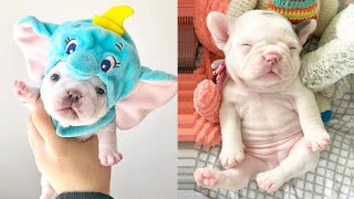 Baby Dogs - Cute and Funny Dog Videos Compilation #55 | Aww Animals by Aww Animals 15,057 views 1 year ago 5 minutes, 59 seconds