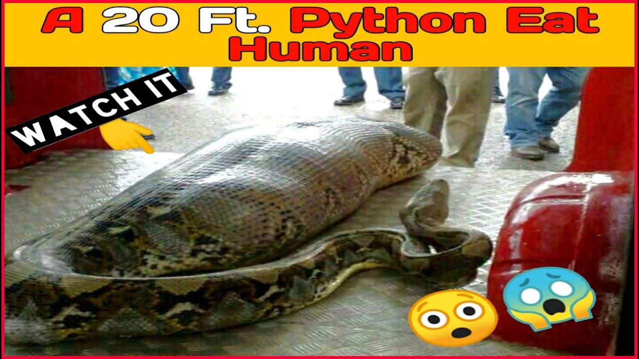 A Giant Python Eat Human - YouTube