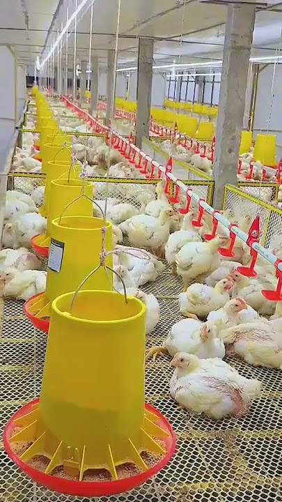 Broilers Farming|| Cage Floor Farm of Broiler|| Broilers Birds #chicken #chicken farming#broiler