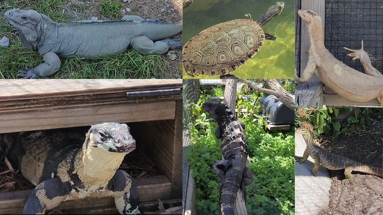 TOUR Of The WORLD S LARGEST Reptile ZOO YouTube tour-of-the-world-s-largest-reptile-zoo-youtube