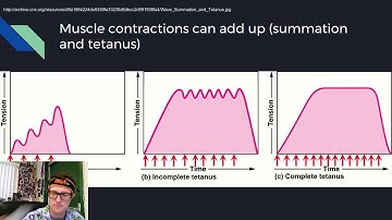 Physiology Lecture 15 Muscle Control