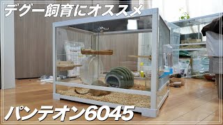 【デグー】パンテオン6045導入！組み立てからレイアウトまで解説 degus cage tour