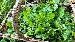 ผักเสี้ยนฝรั่ง🌱ทำกิมจิครั้งแรกแซบอีหลีเด้อจ้า~wild garlic mustard made kimchi for1st time🌱💚