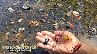 Hunting semua warna kepiting diselokan ada merah kuning biru putih