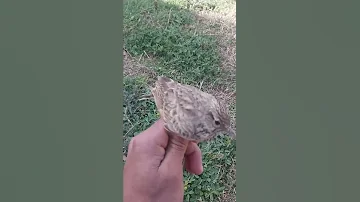 صطياد طائر القنبرة هاذة طائر عدو الفلاح وياكل البذور 