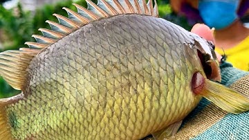 Giật cá rô mề ngay họng cống thoát nước | THÚ VUI MIỀN TÂY. Tập 572