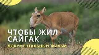 «Чтобы жил сайгак» | Документальный фильм