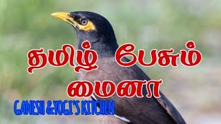 தமிழ் பேசும் மைனா மூதூரில்.   In Tamil speaking Maina Muthur.