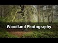 Woodland Photography  - Attention to detail