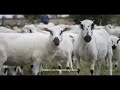 A Shepherd’s Life Lessons | Heart Valley | The New Yorker Documentary