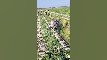 Radish leaf cutting process- Good tools and machinery can increase work efficiency