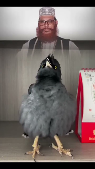 Mitu, recite a ghazal about Delwar Hossain Sayeedi #iqraonlinetv #nest #birds