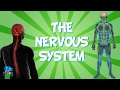 The nervous system  educational for kids