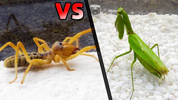 螳螂 VS 避日蛛，看看結果會怎樣？Praying Mantis VS Camel Spider