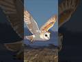 mysterious night vision bird #reels #animals #birds #facts #viral #shorts #fun #youtubeshorts #top