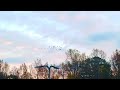 December Geese