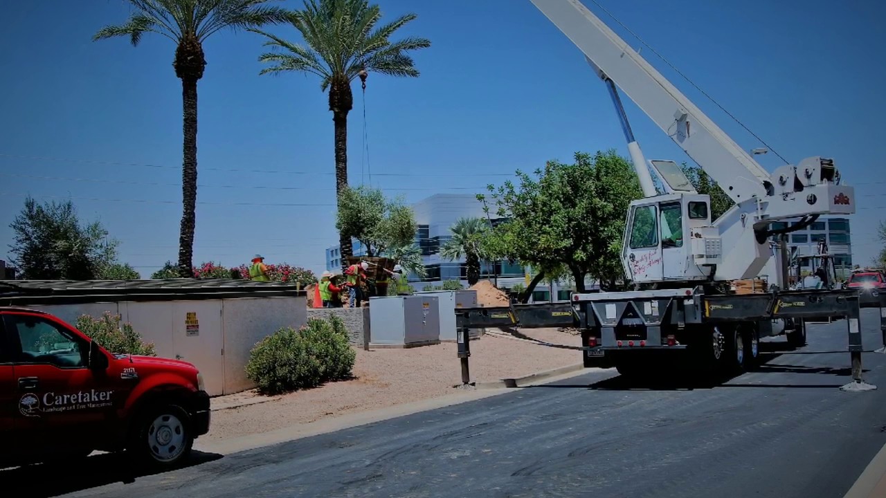 ASU Research Park - Caretaker Landscape - Tree Installation