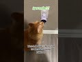 Cat Pheromone Diffuser for Stress Relief #cat #cats #catlover
